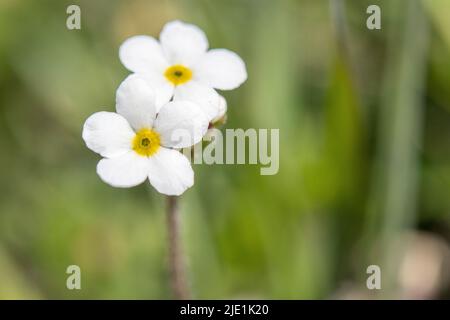 Sweetflower rockjasmine, Androsace chamaejasme, eine Primulaceae, allgemein bekannt als die Primrose-Familie. Stockfoto