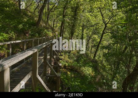 Holzbrücke, die über die Schlucht in einen Eichenwald führt Stockfoto