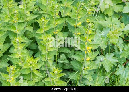 Lysimachia punctata, die gepunktete Loosestreife, die große gelbe Loosestreife, die Kreisblume oder die gefleckte Loosestreife, ist eine blühende Pflanze. Stockfoto