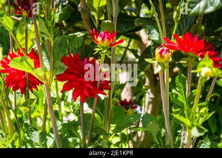 Dahlia „Edwins Sonnenuntergang“ Stockfoto