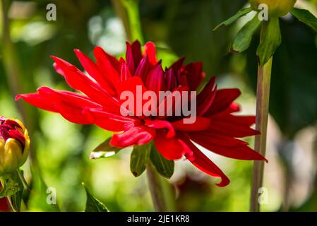 Dahlia „Edwins Sonnenuntergang“ Stockfoto