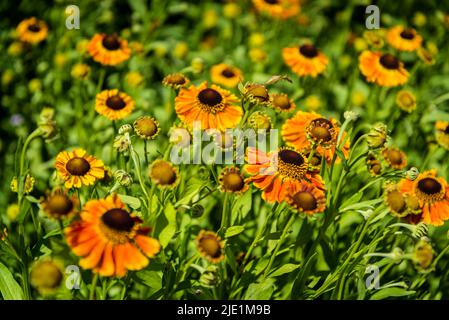 Helenium 'Waltraut', Niesen Stockfoto