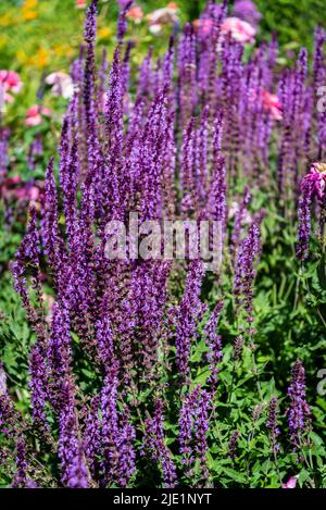 Salvia nemorosa 'Amethyst', Salbei Amethyst Stockfoto