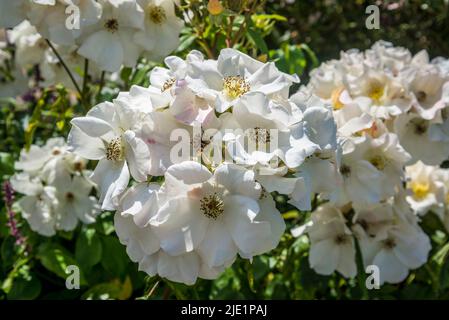 Rosa's Ally Holmes' Stockfoto