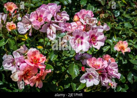 Rosa nur für deine Augen 'Cheweyesup' Stockfoto