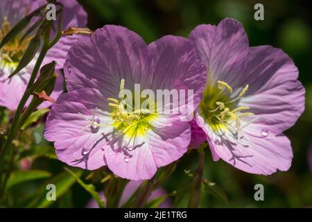 Oenothera speciosa Rosea, mexikanische Nachtkerzenblume Stockfoto