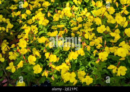 Oenothera fruticosa subsp. Glauca, schmal-blättrige Sonnentropfen Stockfoto