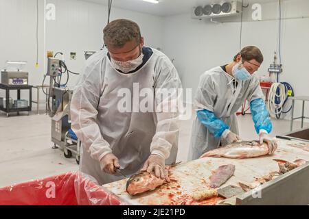 East Peoria, Illinois - Arbeiter bei Sorce Süßwasser Prozess und Verpackung Silberkarpfen (Hypophthalmichthys molitrix) gefangen im Illinois River. Eine Inv Stockfoto