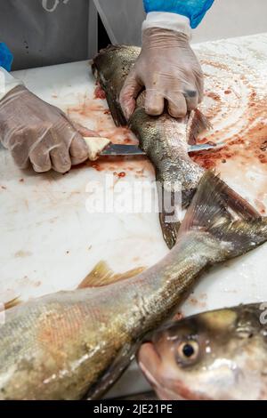 East Peoria, Illinois - Arbeiter bei Sorce Süßwasser Prozess und Verpackung Silberkarpfen (Hypophthalmichthys molitrix) gefangen im Illinois River. Eine Inv Stockfoto