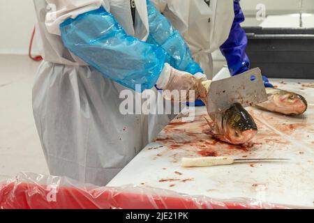 East Peoria, Illinois - Arbeiter bei Sorce Süßwasser Prozess und Verpackung Silberkarpfen (Hypophthalmichthys molitrix) gefangen im Illinois River. Eine Inv Stockfoto