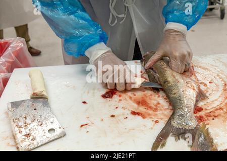 East Peoria, Illinois - Arbeiter bei Sorce Süßwasser Prozess und Verpackung Silberkarpfen (Hypophthalmichthys molitrix) gefangen im Illinois River. Eine Inv Stockfoto