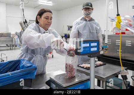 East Peoria, Illinois - Arbeiter bei Sorce Süßwasser Prozess und Verpackung Silberkarpfen (Hypophthalmichthys molitrix) gefangen im Illinois River. Eine Inv Stockfoto