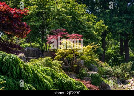 The Rock Garden, RHS Wisley Gardens, Surrey, England, Großbritannien Stockfoto