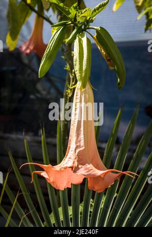 Brugmansia x cubensis 'Pink Dragon', Engelstrompete Stockfoto