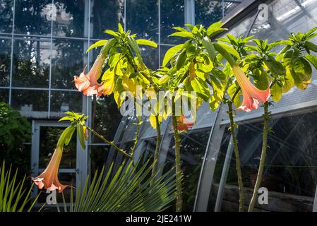 Brugmansia x cubensis 'Pink Dragon', Engelstrompete Stockfoto