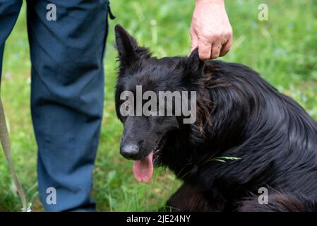 Ein schwarzer Schäferhund sitzt auf dem Gras, seine Zunge hängt heraus, und der Besitzer hält sie am Ohr. Hochwertige Fotos Stockfoto