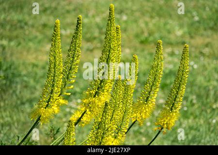 Wüstenkerze, Fuchsschwanz Lilie, Eremurus „Tap Dance“, Blumen gelbe Eremurus Flower Garden Spikes blühende Fuchsschwanz Lilien, blühende Pflanzen im Juni Stockfoto