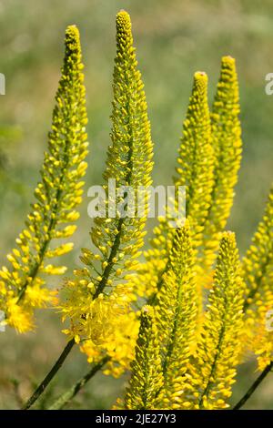 Fuchsschwanzlilie, Wüstenkerze, Eremurus Tap Dance, Blumen, Gelb, Spikes, Blühend, Krautig, Garten, Blume Stockfoto