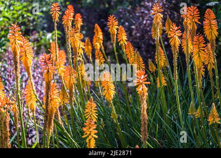Kniphofia 'Fiery Fred', Red Hot Poker 'Fiery Fred' Stockfoto