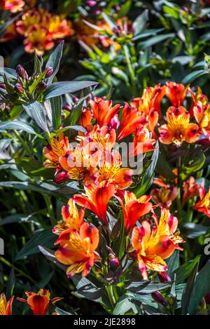 Alstroemeria (Indian Summer) + Toronto' (Summer Paradise Series), peruanische Lilie Stockfoto