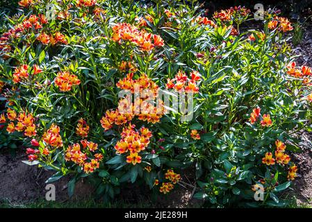 Alstroemeria (Indian Summer) + Toronto' (Summer Paradise Series), peruanische Lilie Stockfoto