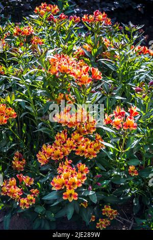 Alstroemeria (Indian Summer) + Toronto' (Summer Paradise Series), peruanische Lilie Stockfoto