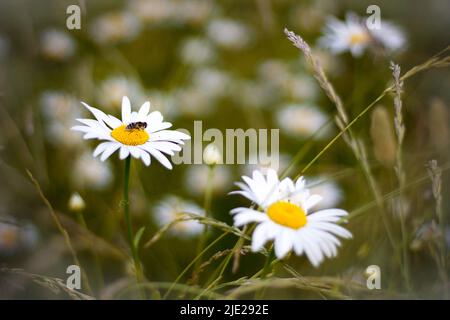 An einem sonnigen Sommertag sammelt eine Biene Pollen aus einer Kamille. Die Atmosphäre des Sommers und der Wärme. Unschärfe, unscharf. Stockfoto