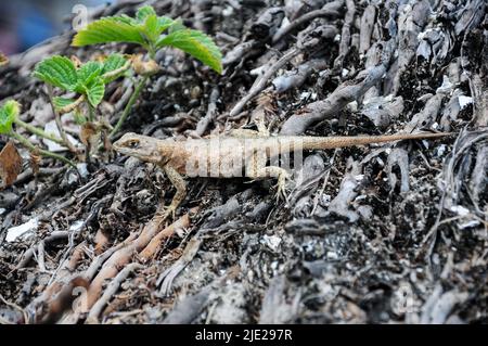 Baumeidechse am Strand von Natal, Natal, Rio Grande del Norte, Brasilien Stockfoto