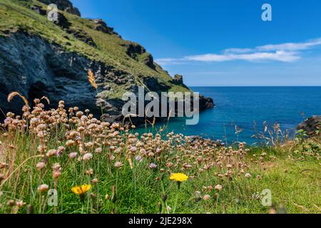 Tintagel in Cornwall mit Blumen im Vordergrund Stockfoto