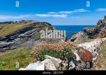 Tintagel in Cornwall mit Blumen im Vordergrund Stockfoto