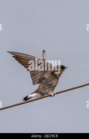 Nördlichen rau – Winged Swallow (Stelgidopteryx Serripennis) Stockfoto