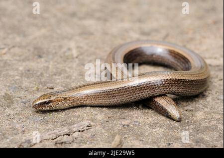 Seltene Tier, legless glänzend harmlos Eidechse langsamen Wurm auf dem Boden Stockfoto