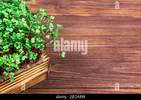 Das Konzept der richtigen veganen Lebensmittel. Mikrogrün aus Rotkohl, die zu Hause in einem Behälter auf einem Lappen auf einem Holztisch wachsen. Stockfoto