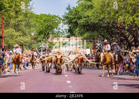 Texas, JUN 18 2022 - sonnige Sicht auf die Viehtreiben-Show Stockfoto