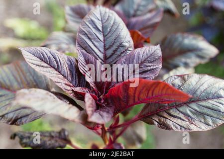 Rote Blatt-Pflanzen-Amaranth (amaranthus lividus var. rubrum) Pflanzen in einem Garten.