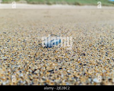 Vom Windsurfer Velella Velella, am Strand von Narin, County Donegal - Republik Irland, ausgewaschen. Stockfoto