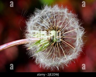 Makro eines inneren Schnitts von Löchzapfen (Taraxacum) und Samen auf rotem Hintergrund Stockfoto