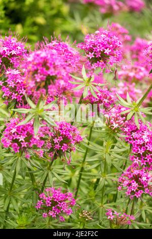 Kreuzkraut, Purpur, Phuopsis stylosa purea in Blüte Stockfoto