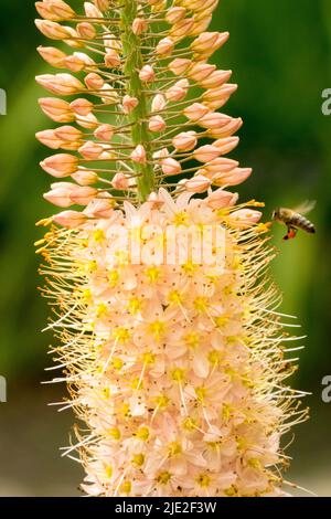 Honigbiene auf dem Flug mit einer Blume, Wüstenkerze, Fuchsschwanzlilie, Eremurus 'Sarah Cato' Eremurus-Blume aus nächster Nähe Stockfoto