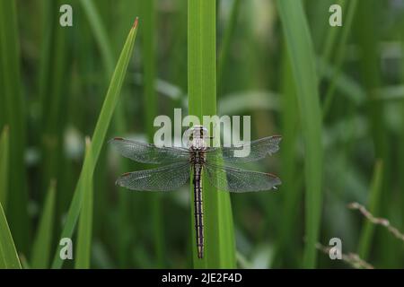 Die Fliege sitzt im Schilf am See Stockfoto