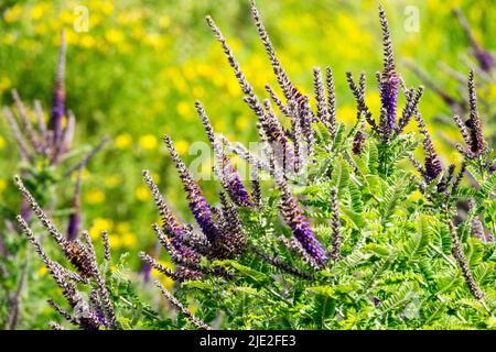 Leadplant, Amorpha fruticosa, Desert Indigo, Blau, Blumenstrauch im Garten, False Indigo, Blooming Stockfoto