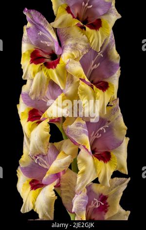 Makrodetail der Blüten eines gelb-rosa und roten Gladiolus isoliert auf schwarzem Hintergrund Stockfoto