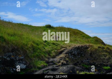 Einzelbank auf schottischem Hügel Stockfoto