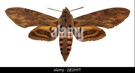 Convolvulus Hawk-Moth (Agrius Convolvuli) isoliert auf weißem Hintergrund Stockfoto