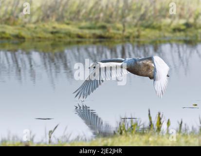 Stummer Schwan (Cygnus olor), der über die Wasseroberfläche fliegt Stockfoto