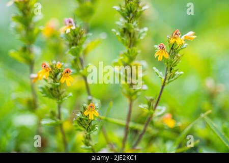 Zwerg-Augentropfenstern, die Familie der Orobanchaceae, stammt aus der Gattung der Gestrüpfengewächse, der Gattung der Gerstelblattgewächse, der Gattung der Gerstelblattgewächse. Stockfoto