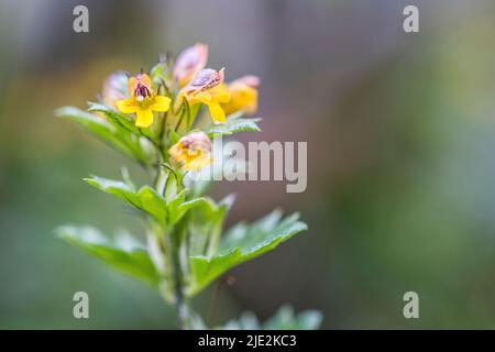 Zwerg-Augentropfenstern, die Familie der Orobanchaceae, stammt aus der Gattung der Gestrüpfengewächse, der Gattung der Gerstelblattgewächse, der Gattung der Gerstelblattgewächse. Stockfoto