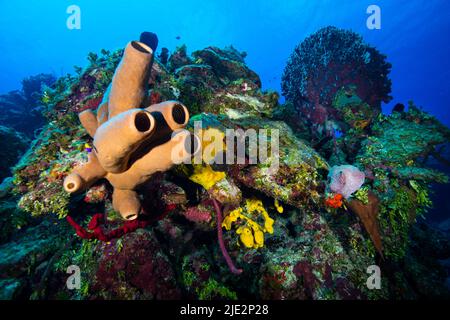 Unterwasserlandschaft und Meeresschwamm auf Little Cayman in der Karibik Stockfoto