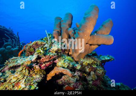 Unterwasserlandschaft und Meeresschwamm auf Little Cayman in der Karibik Stockfoto