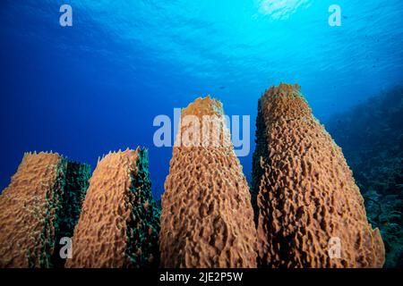 Unterwasserlandschaft und Barrel-Meeresschwamm auf Little Cayman Stockfoto